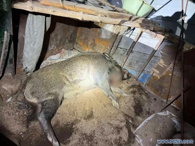 200斤野猪闯民宅被民警击毙 特警精确射击保吉祥