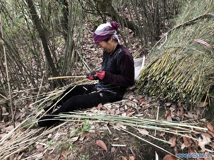 村民歇脚时整理砍下来的箭竹    苏娅供图